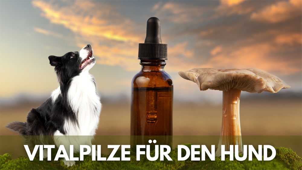 vitalpilze hund